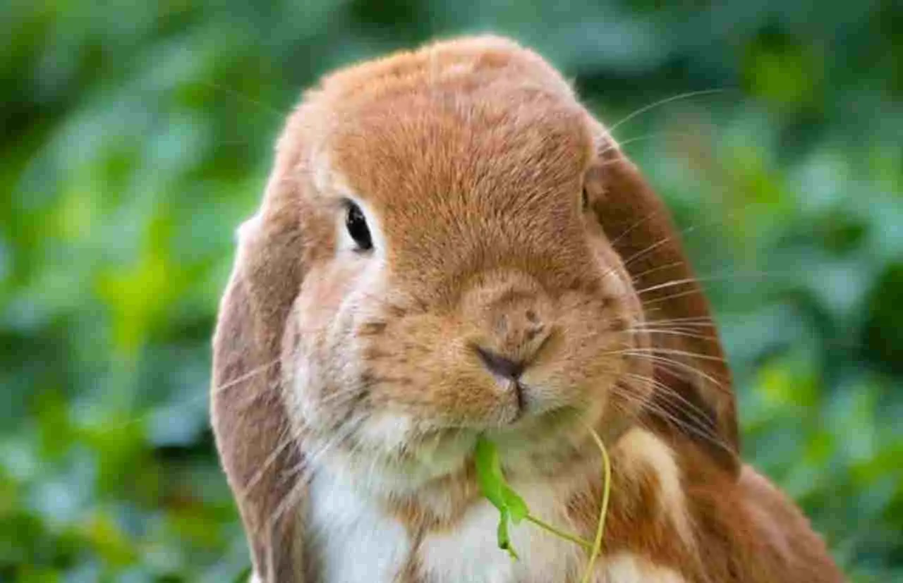 Guida pratica per riconoscere le tracce degli animali selvatici in giardino Guida pratica per riconoscere le tracce degli animali selvatici in giardino