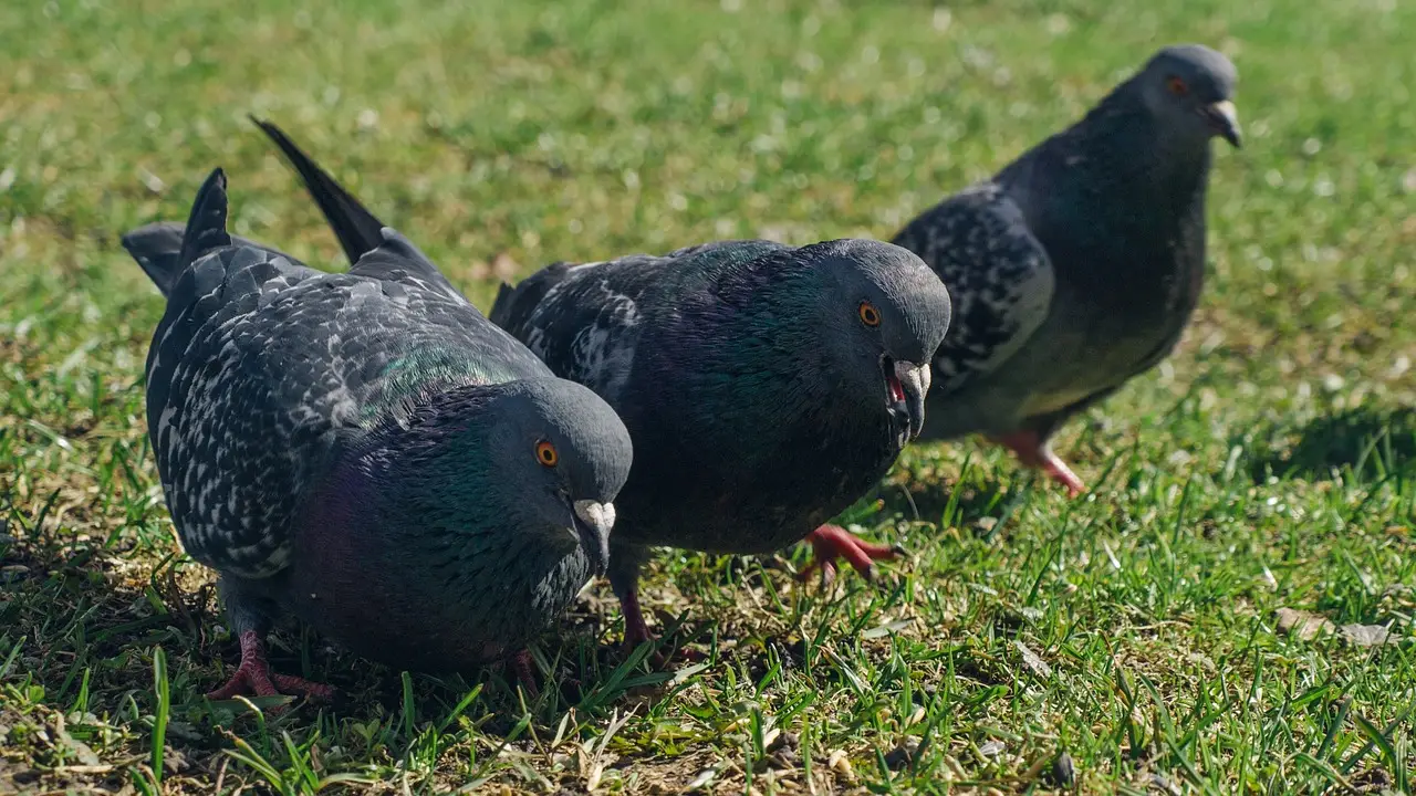 Piccioni via dal giardino: prova il trucco dei colori per allontanarli facilmente Piccioni via dal giardino: prova il trucco dei colori per allontanarli facilmente