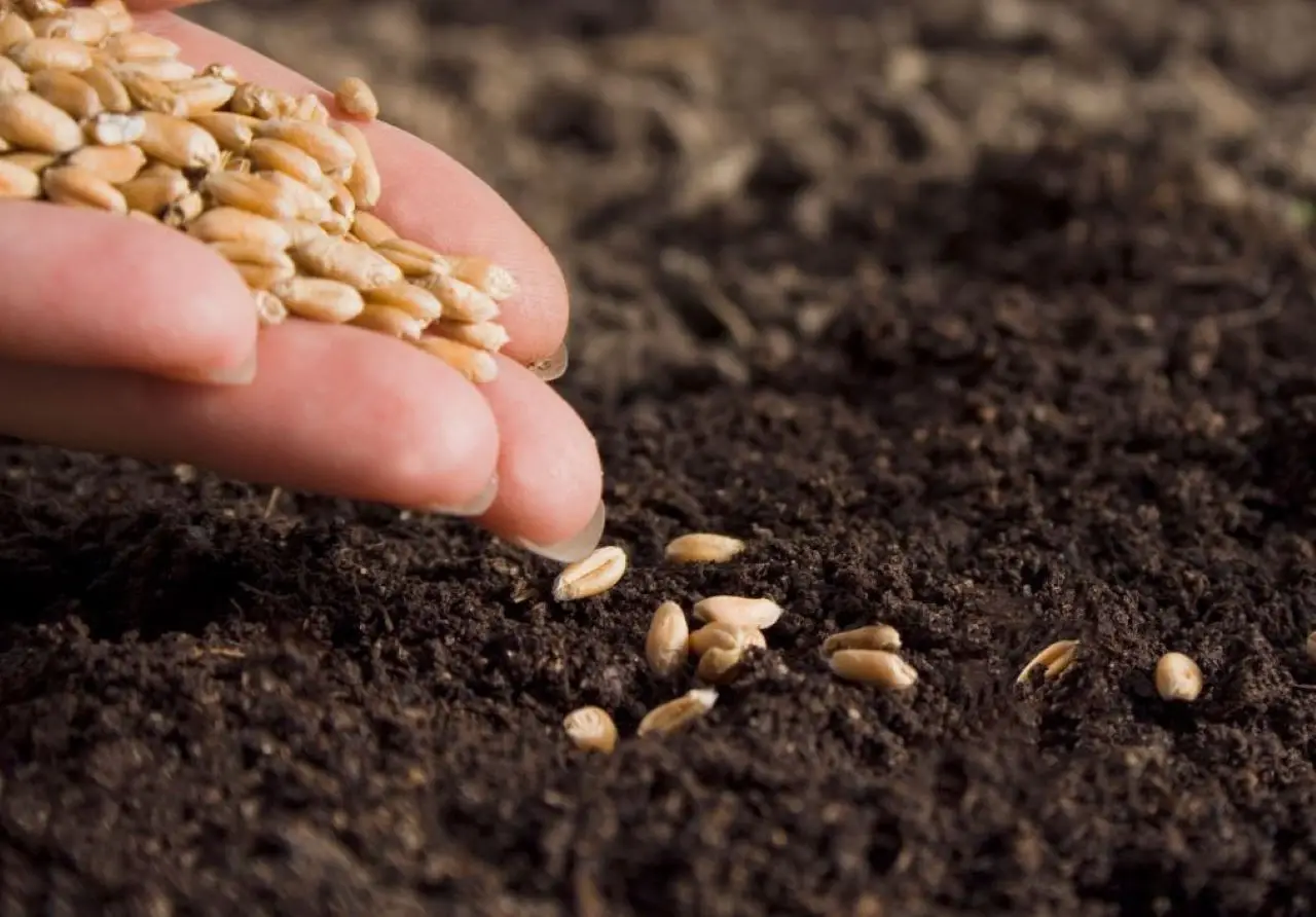 I semi che germinano in 3 giorni: perfetti per chi ha poco tempo I semi che germinano in 3 giorni: perfetti per chi ha poco tempo
