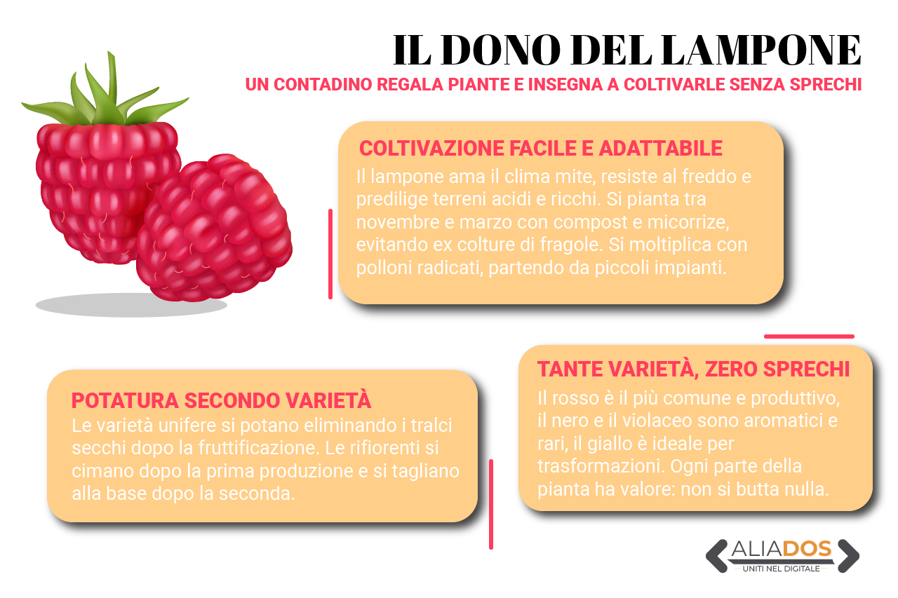 Non spreca nulla: l’iniziativa solidale del contadino che dona piante di lamponi Immagine selezionata